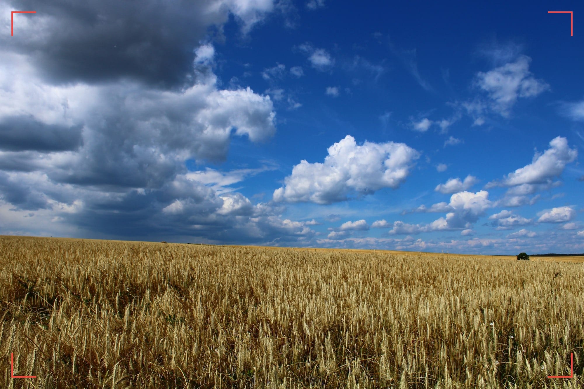 Ukraine Conflict: Global Food Market Impact SpecialREPORT